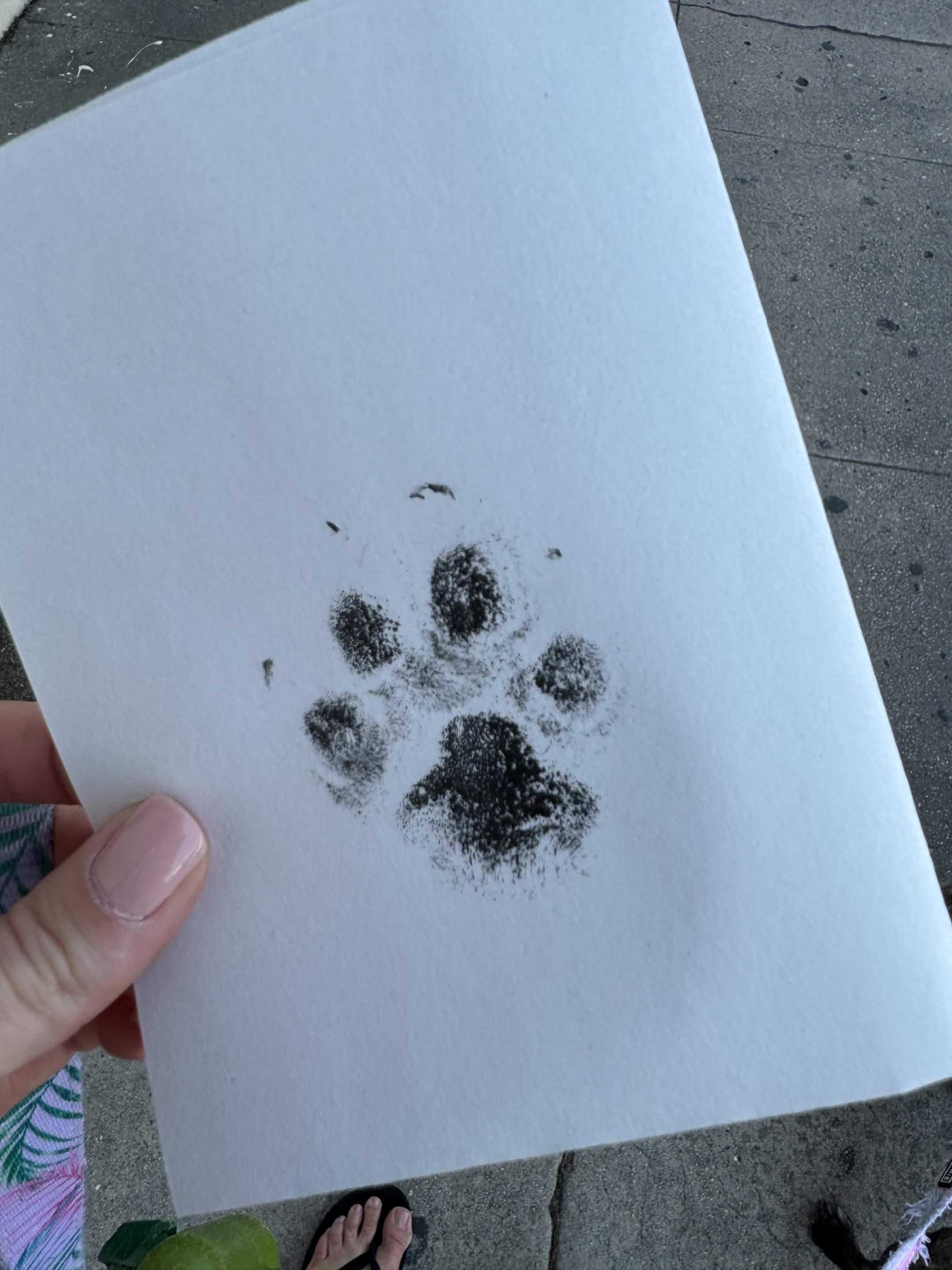 Lola pawprint